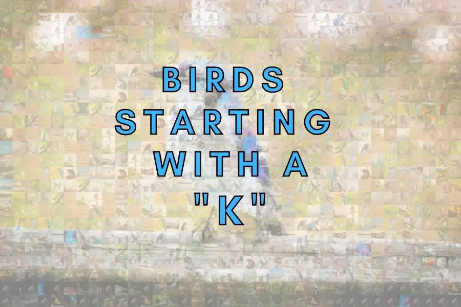 Birds Starting With The Letter K