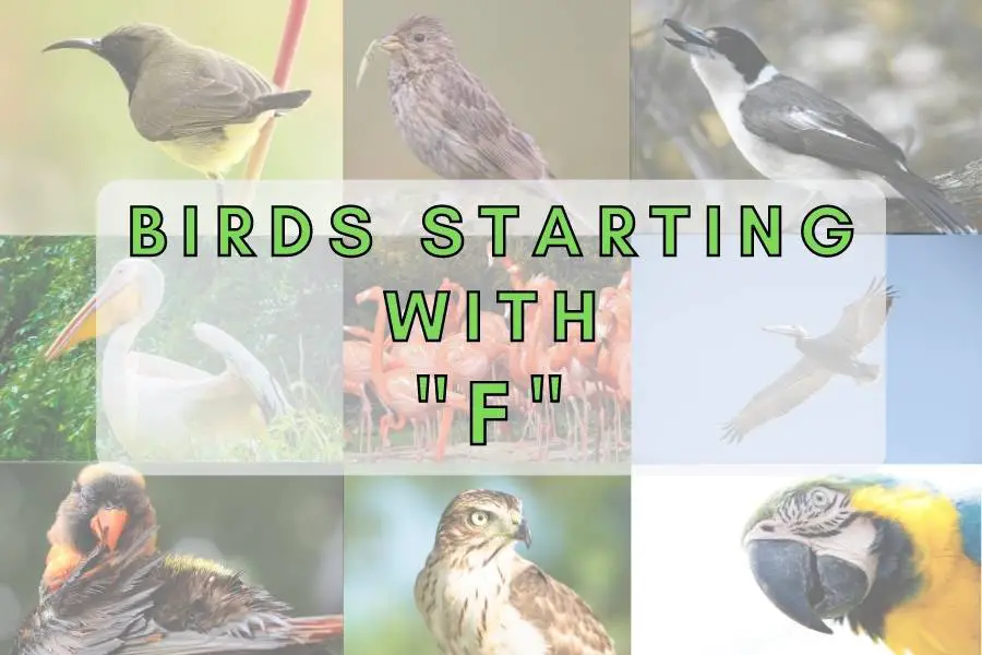 Birds Starting With The Letter F