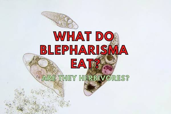 What Do Blepharisma Eat? (Are the Autotrophs?)