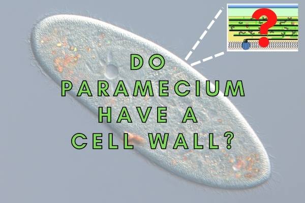 Do Paramecium Have A Cell Wall? (The Pellicle Explained!)