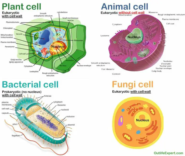 Do Animal Cells Have A Cell Wall? (Answered And Explained!) Outlife