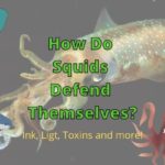 How Do Squid Avoid Predators? (Squid Secrets Revealed!)