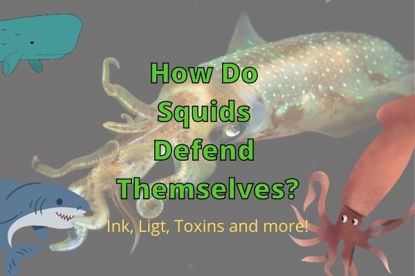 How Do Squid Avoid Predators? (Squid Secrets Revealed!)