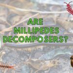 Are Millipedes Decomposers?