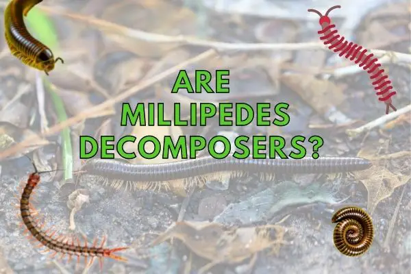 Are Millipedes Decomposers?