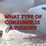 Is a pigeon a producer, consumer, or decomposer?