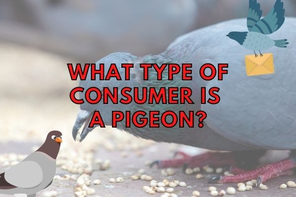 Is a pigeon a producer, consumer, or decomposer?