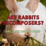 Are Rabbits Decomposers? (Answered!)