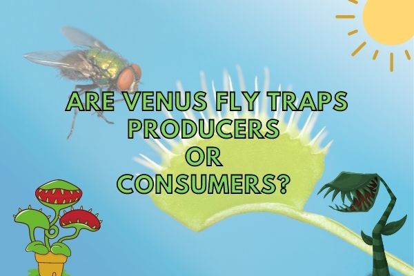 Are Venus Fly Traps Producers or Consumers? (Answered!)