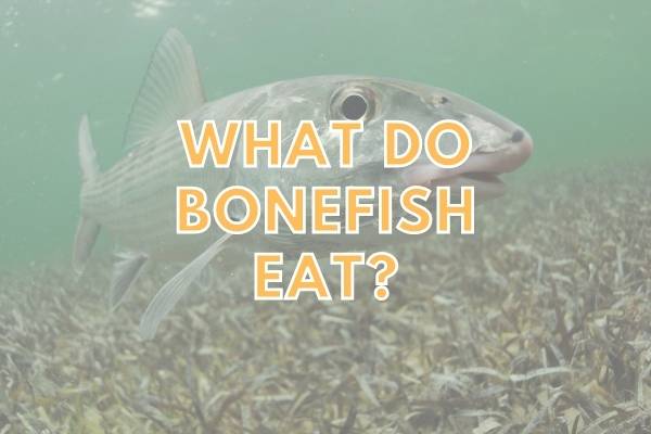 What do bonefish eat? (Answered!)