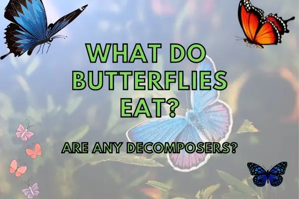 Is a Butterfly a Decomposer? (Answered!)