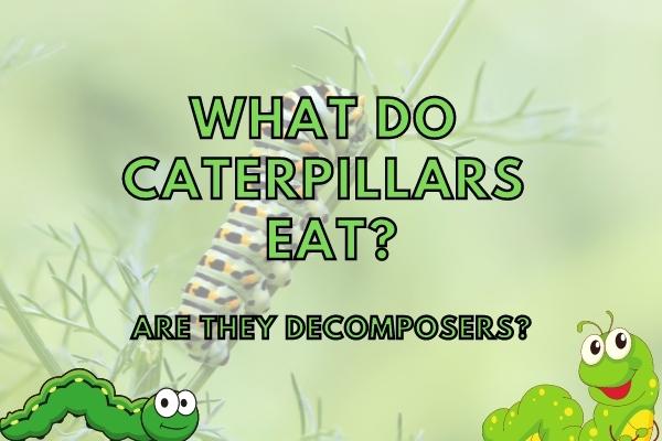 Are Caterpillars Decomposers? (What do they eat?)