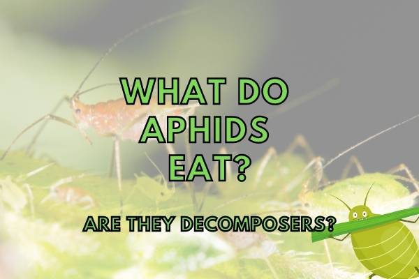 Are aphids decomposers? (What do they eat?)