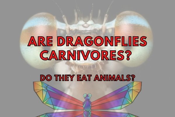 Are Dragonflies Carnivores? (Answered!)