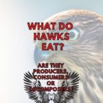 Are Hawks Carnivores or Omnivores?