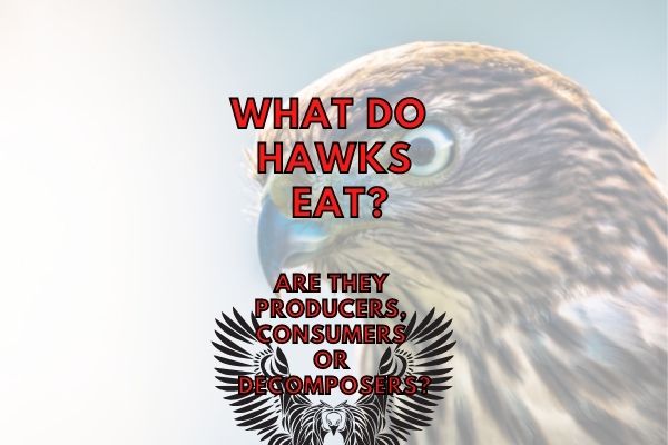 Are Hawks Carnivores or Omnivores?