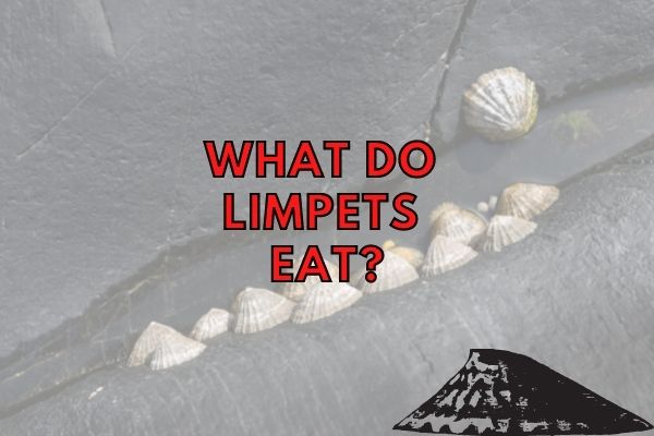 What do Limpets Eat? (Are they herbivores or omnivores?)