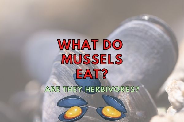 Are Mussels Herbivores? (Answered!)