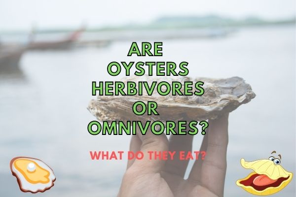 Are Oysters Herbivores or Omnivores?