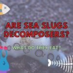 Is a sea slug a decomposer?