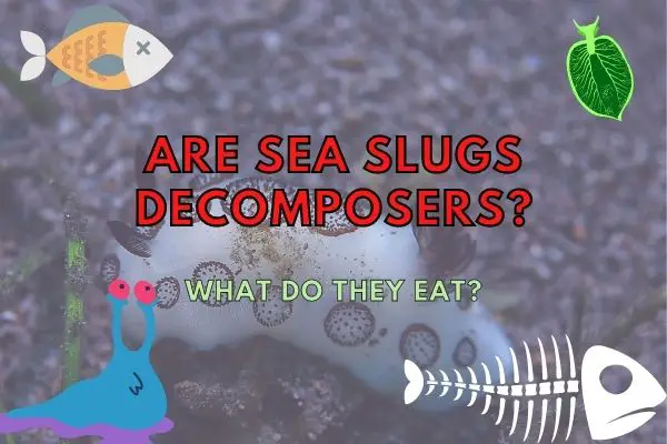 Is a sea slug a decomposer?