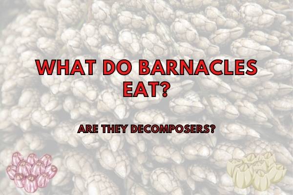Are Barnacles Decomposers? (What do they eat?)