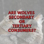 Are Wolves Secondary or Tertiary Consumers?