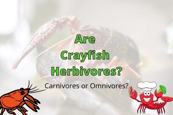 Are Crayfish Herbivores, Carnivores or Omnivores? (Answered!)
