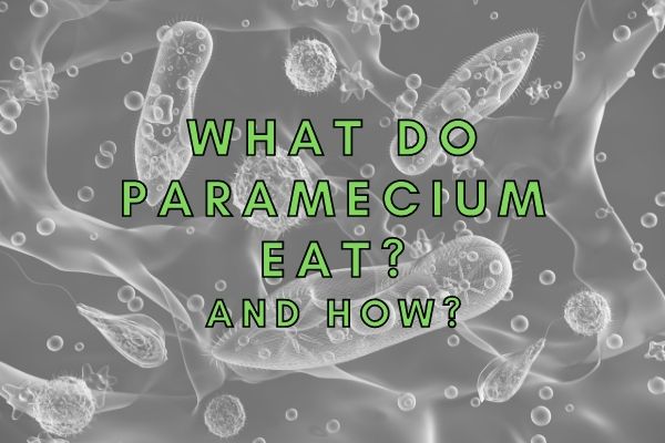What Do Paramecium Eat? (How Do They Eat?)