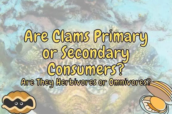 Are Clams Herbivores? (Are They Producers or Consumers?)