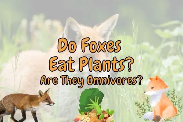 Do foxes eat plants?