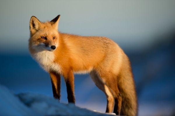 Fox in the arctic