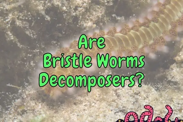Are Bristle Worms Decomposers?