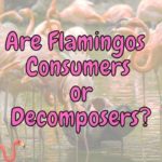 is a flamingo a Herbivore, Carnivore or Omnivore?