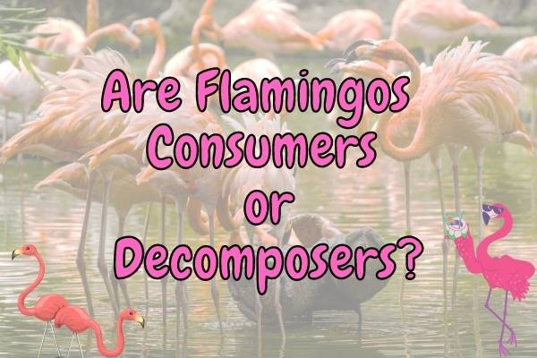 Are Flamingos producers, consumers or decomposers