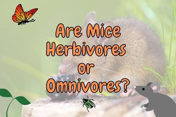 Are Mice Herbivores or Omnivores