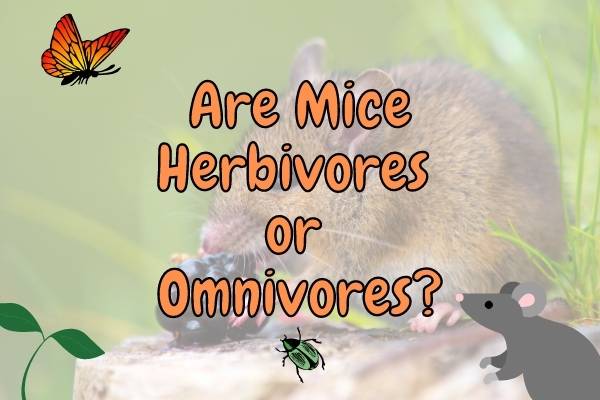 Are Mice Herbivores or Omnivores?