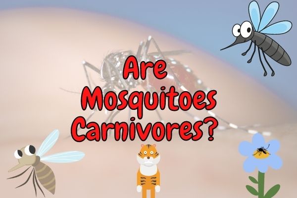 Are Mosquitoes Carnivores? (What type of consumer are they?)