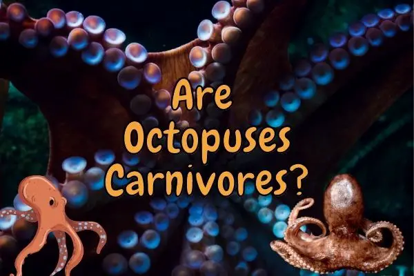 Are Octopuses Carnivores or Omnivores? (Answered!)