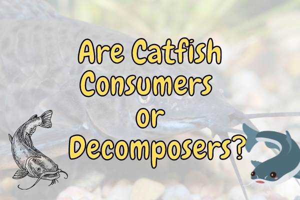 Is a Catfish a Consumer or a Decomposer? (Answered!)