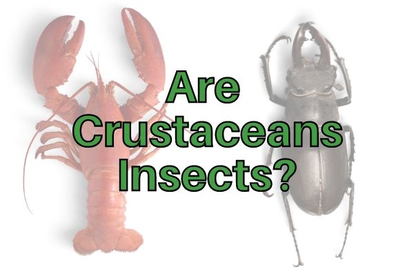 Are Crustaceans Insects? (Are Crabs and Lobsters Bugs?)
