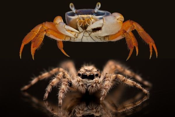 Comparison of crabs and spiders.