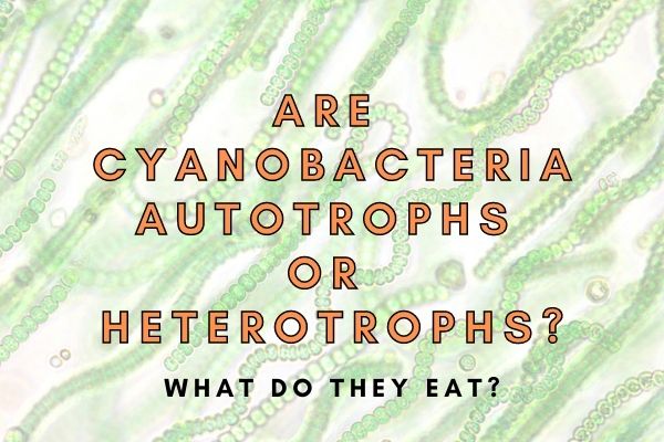 Are Cyanobacteria Autotrophs or Heterotrophs?