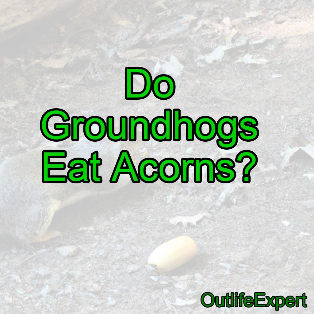 Do Groundhogs Eat Acorns?