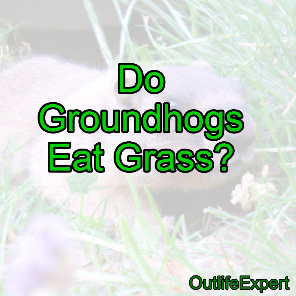 Do Groundhogs Eat Grass?