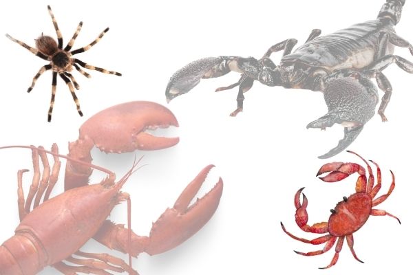 ScorpionsSpidersVsCrabsLobsters