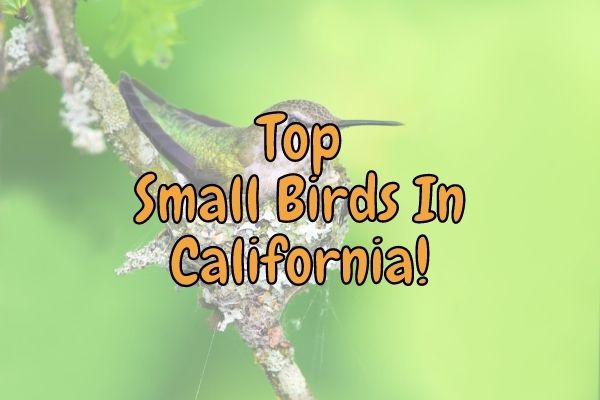 20 Small Birds In California Backyards (Identified!)