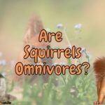 Are Squirrels Omnivores? (Or Are They Primary Consumers?)