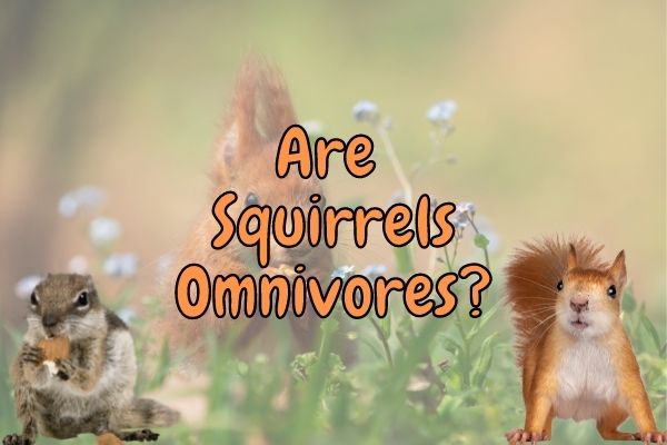 Are Squirrels Omnivores? (Or Are They Primary Consumers?)