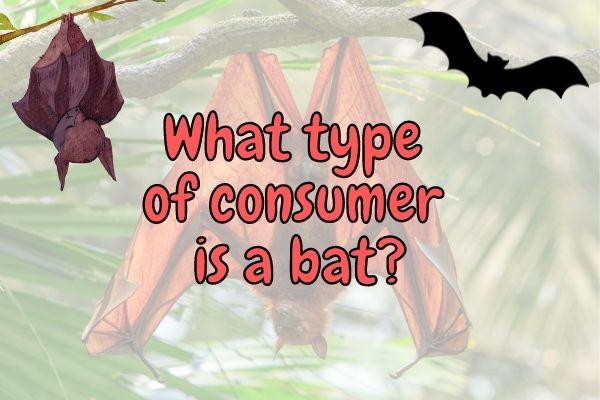 Are Bats Omnivores? (Answered With Examples!)
